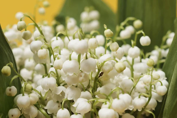 Dichtbij Uitzicht Lelies Van Vallei — Stockfoto