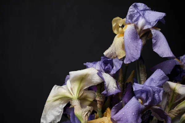 Bouquet Iris Flowers Closeup View — Stock Photo, Image