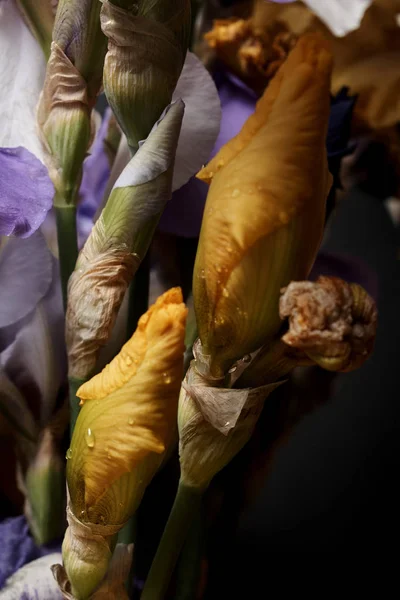 Bir Buket Süsen Çiçeği Yakın Görüş — Stok fotoğraf