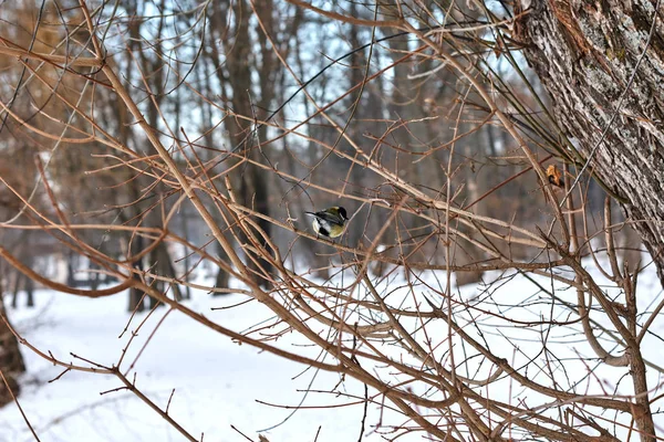 Blue Tit Appollaiato Albero Nella Foresta Invernale — Foto Stock