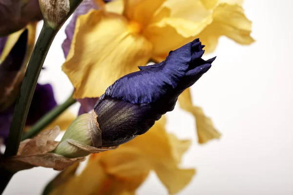 Bir Buket Süsen Çiçeği Yakın Görüş — Stok fotoğraf