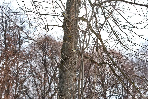 Pimpelmees Boom Winter Bos — Stockfoto