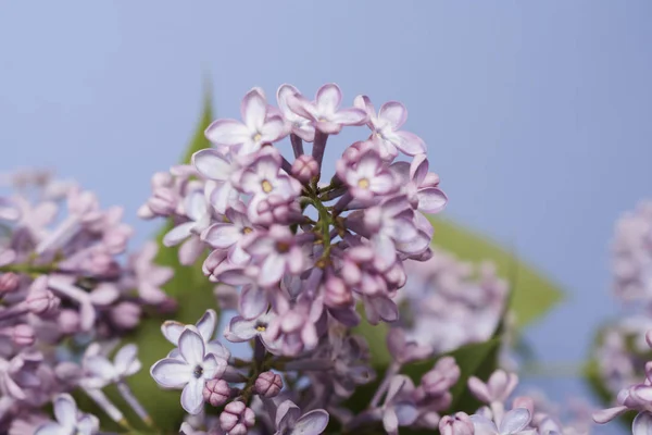 Ніжні Бузкові Квіти Синьому Фоні — стокове фото