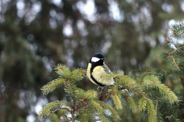 Kış ormanlarında ağaç üzerine tüneen mavi memit