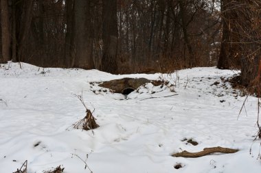 karlı kış orman manzarası
