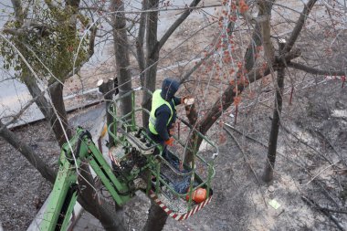 Elektrikli testereli bir adam tarafından budanan ve kesilen ağaç yüksek irtifada bir mekanik sandalye platformunda duruyor.