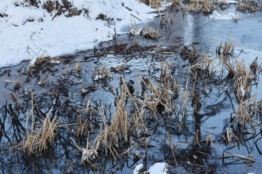 Karlı kış ormanlarında nehir de dinlenen ördekler