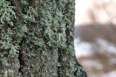 Arkaplanda eski ağaç 