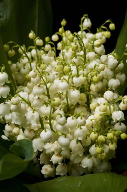 Vadideki zambakların yakın görüntüsü