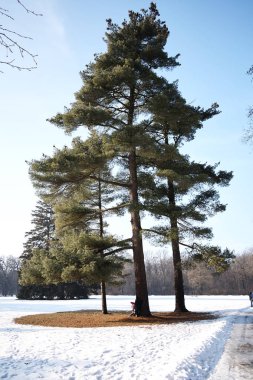 karlı kış orman manzarası