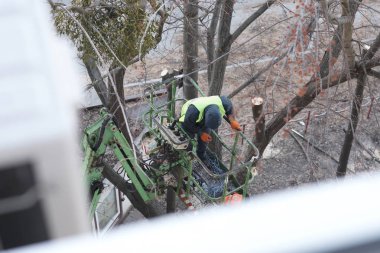 Elektrikli testereli bir adam tarafından budanan ve kesilen ağaç yüksek irtifada bir mekanik sandalye platformunda duruyor.