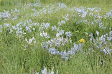 Bahar çiçeklerinde açan güzel, canlı bir funda. 