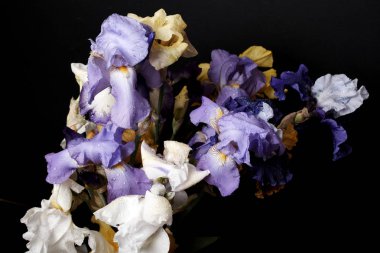 Bir buket süsen çiçeği, yakın görüş..