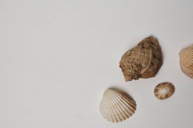 beyaz arkaplanda izole edilmiş deniz kabukları.