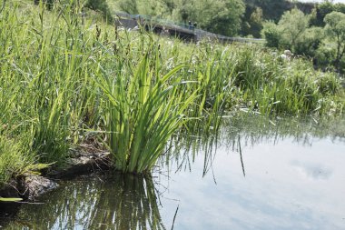 Yeşil Park 'taki yansıtıcı göl manzarası