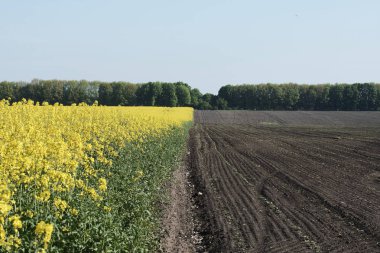 Güneşli bir günde kolza tohumu tarlasında sarı çiçeklerin resimsel görüntüsü