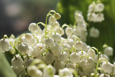 Sarı arka planda vadi zambakları