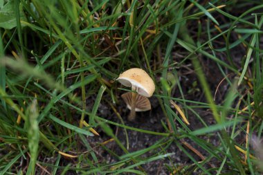 Ormandaki yeşil çimlerde küçük kahverengi mantarların yakın plan görüntüsü.