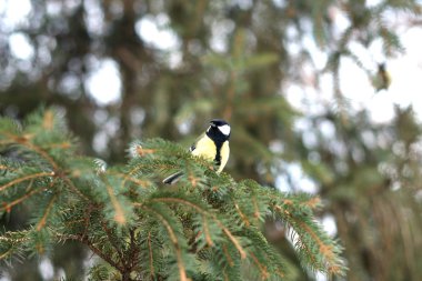 Kış ormanlarında ağaç üzerine tüneen mavi memit