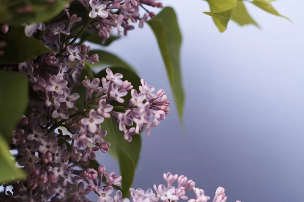 Tedere Lila Bloemen Blauwe Achtergrond — Stockfoto