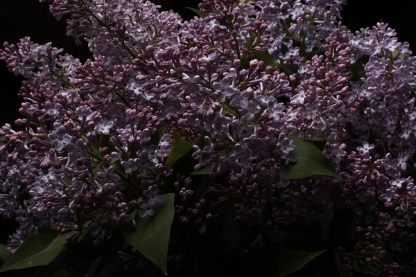 Tere Lila Bloemen Donkere Achtergrond — Stockfoto