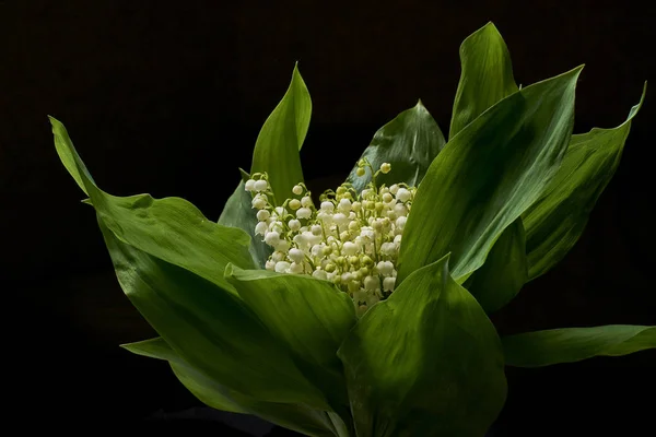 Close View Lilies Valley — Stock Photo, Image