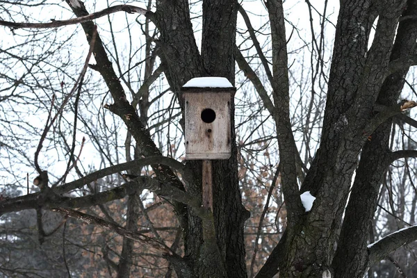 Alimentatore Uccelli Pieno Cibo Appeso All Albero Nella Foresta Invernale — Foto Stock