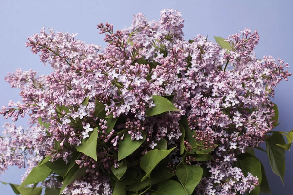 Tedere Lila Bloemen Blauwe Achtergrond — Stockfoto