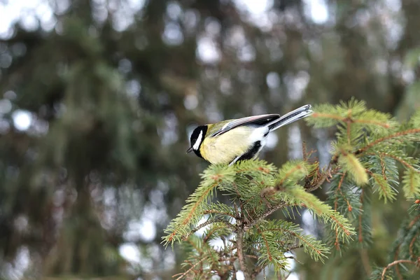 Blue Tit Perching Tree Winter Forest — Stock Photo, Image