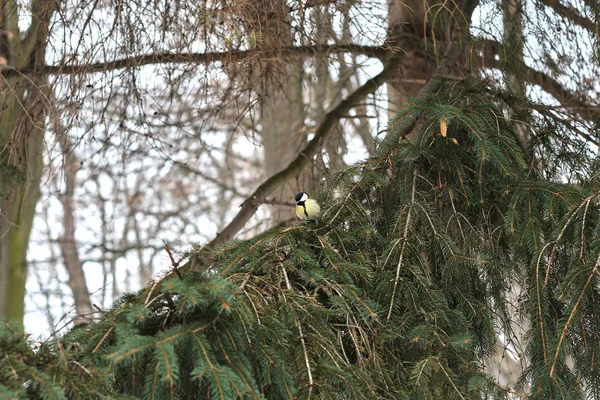 Mésange Bleue Perchée Sur Arbre Dans Forêt Hiver — Photo