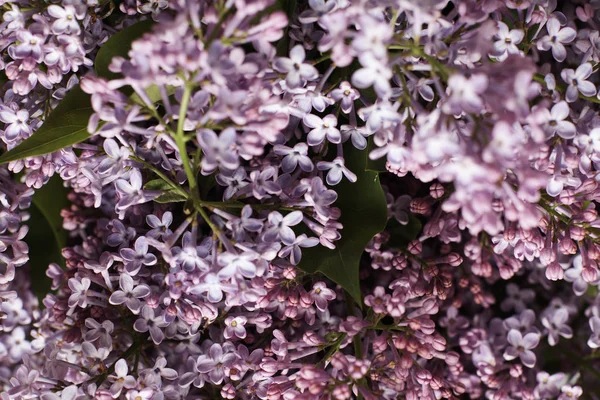 Tere Lila Bloemen Donkere Achtergrond — Stockfoto