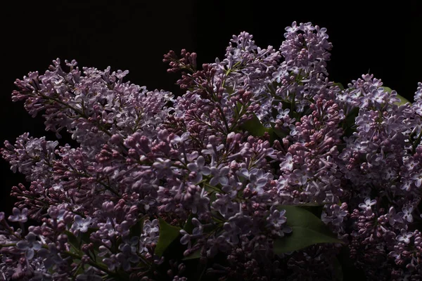 暗所に咲く薄紫色の花 — ストック写真