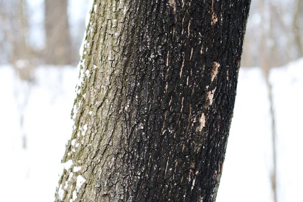 Stromový Kůra Zimním Parku — Stock fotografie