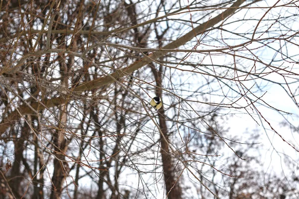 Blaumeise Hockt Auf Baum Winterwald — Stockfoto