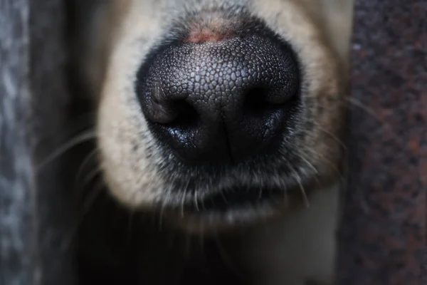 Close Dog Cute Nose — Stock Photo, Image