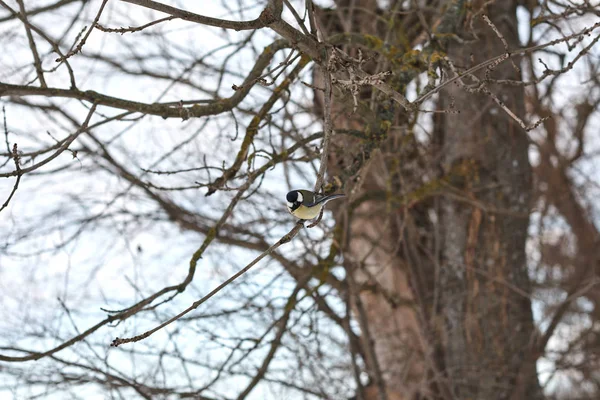 Blaumeise Hockt Auf Baum Winterwald — Stockfoto