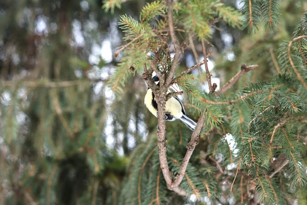 Blaumeise Hockt Auf Baum Winterwald — Stockfoto