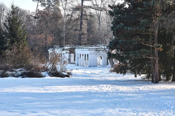 Пейзаж Сніжного Зимового Лісу — стокове фото