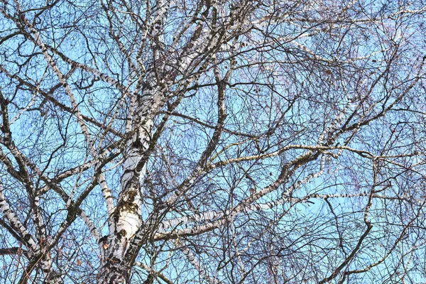 Голые Ветви Дерева Против Голубого Неба Вид Низким Углом — стоковое фото