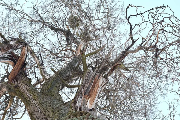 Zimní Krajina Holými Stromy Modrou Oblohou — Stock fotografie