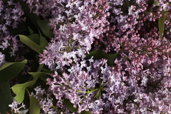 Flores Lila Tierna Sobre Fondo Oscuro — Foto de Stock