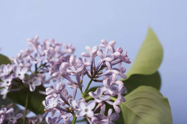 Нежные Сиреневые Цветы Синем Фоне — стоковое фото