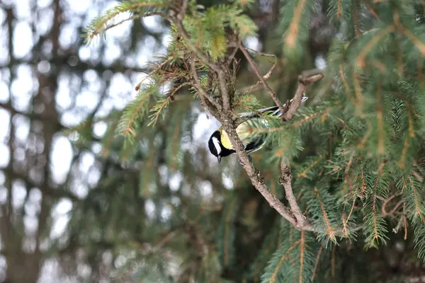 Mésange Bleue Perchée Sur Arbre Dans Forêt Hiver — Photo