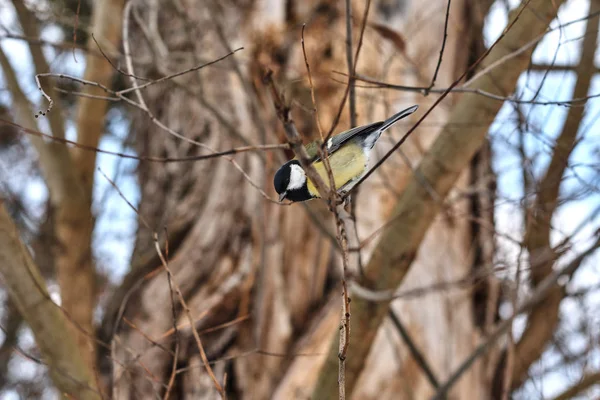 Mésange Bleue Perchée Sur Arbre Dans Forêt Hiver — Photo