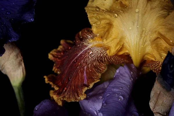 Bouquet of iris flowers, closeup view.