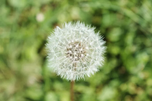 Dandelion Flower Nature Background — стокове фото