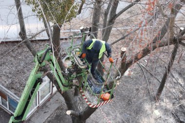 Elektrikli testereli bir adam tarafından budanan ve kesilen ağaç yüksek irtifada bir mekanik sandalye platformunda duruyor.