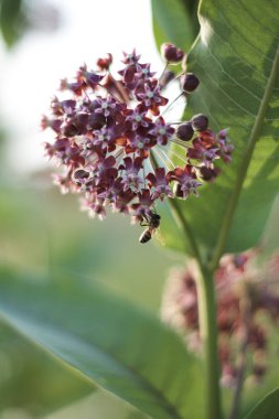 Bulanık doğal arka planda çiçek açan bitkinin kapanışı