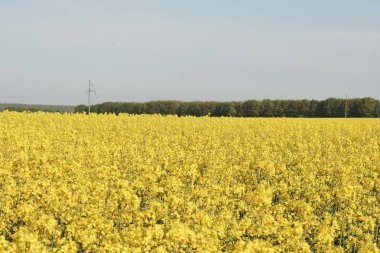 Güneşli bir günde kolza tohumu tarlasında sarı çiçeklerin resimsel görüntüsü