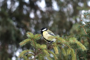 Kış ormanlarında ağaç üzerine tüneen mavi memit